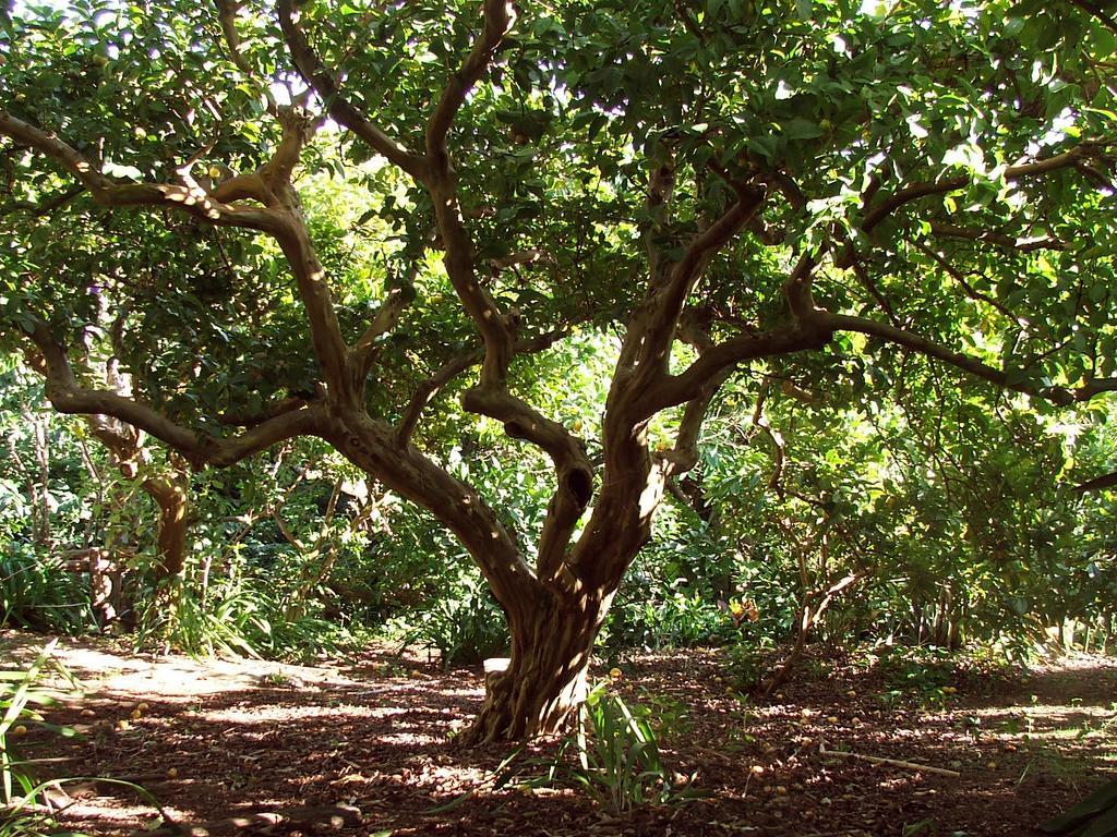 Quinta Das Buganvilias Castelo Branco  Dış mekan fotoğraf